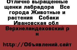Отлично выращенные щенки лабрадора - Все города Животные и растения » Собаки   . Ивановская обл.,Верхнеландеховский р-н